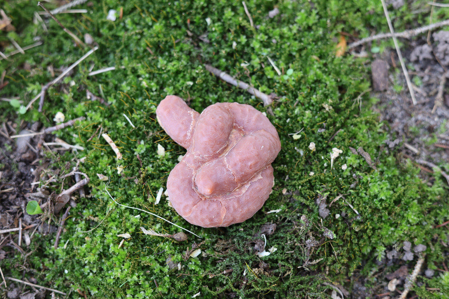 Fake Dog Poop Fire Starter