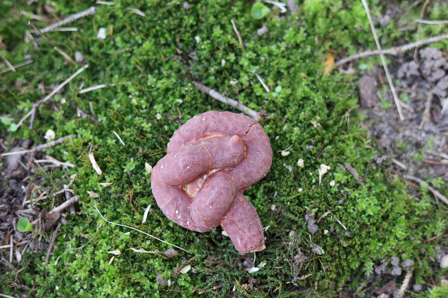 Fake Dog Poop Fire Starter