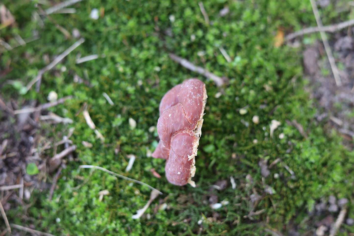 Fake Dog Poop Fire Starter